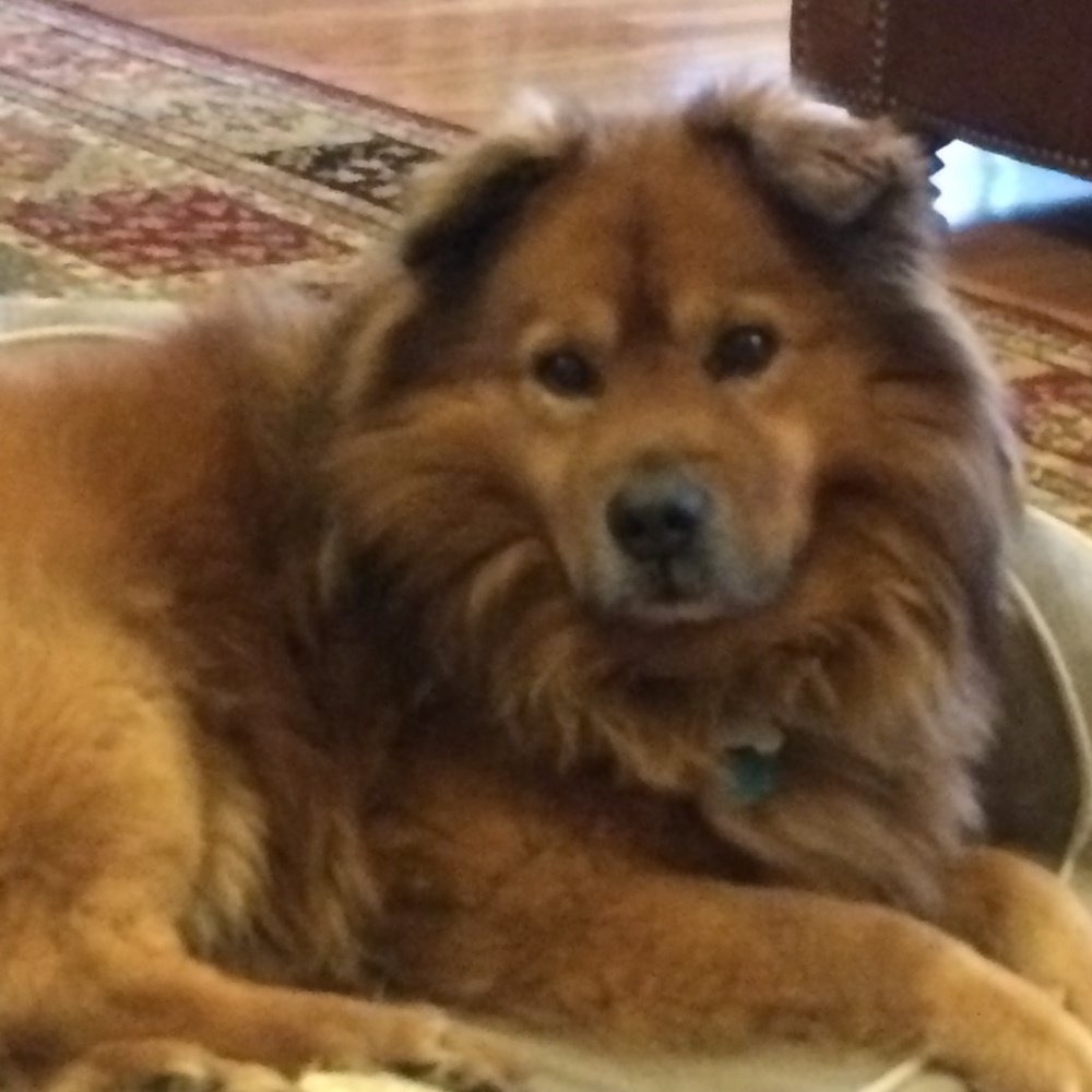 Meet your Posher, Susan